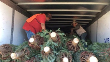 Profepa regresa más de 2 mil árboles de navidad provenientes de EEUU, traían plaga