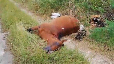 Trasladan cadáveres de caballos al relleno sanitario