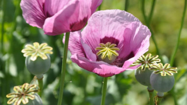 ¿Para qué se usa el opio medicinal?  