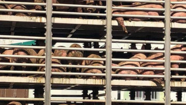 Desalojan cerdos de granja de Homún