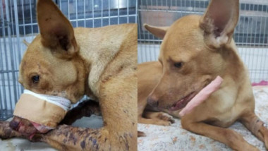 Niños ‘dan de comer’ un petardo encendido a perrito