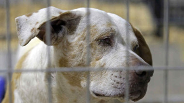 Negligencia veterinaria en Yucatán, un problema latente