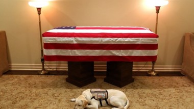 Él es Sully, el perro que asistió al funeral de George Bush padre
