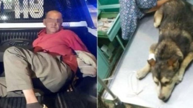 Muere perrita que fue violada en Neza
