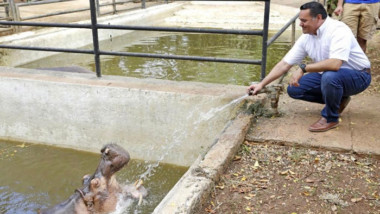 En abril, el Centenario estrenará Hospital veterinario