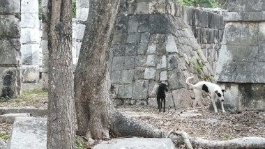 Continúa el rescate de perritos en Chichén Itzá