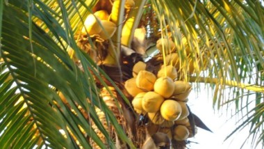 Yucatán, con potencial para desarrollar industria del coco