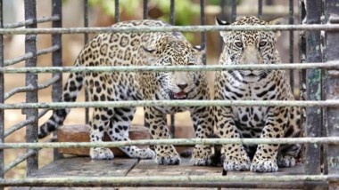Le salvan la vida a dos cachorros de jaguar
