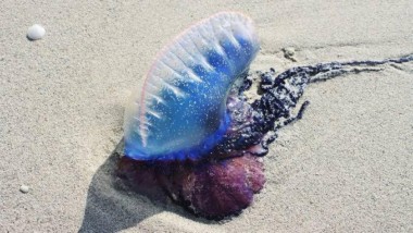 Detectan medusas en Progreso, cierran playa incluyente