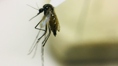 Urge prevenir criaderos de moscos