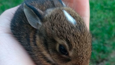 Alertan sobre enfermedad hemorrágica viral en conejos