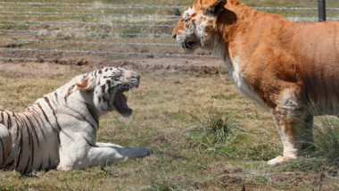 Implementan medidas de bioseguridad en zoológicos por Covid-19