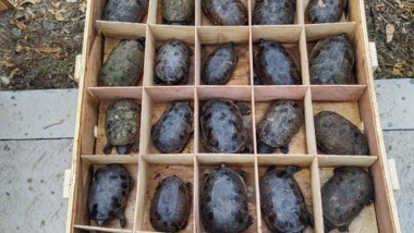 Profepa asegura más de 15 mil tortugas que pretendían exportarse ilegalmente a China