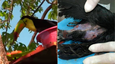 Matan en Mérida a Tucán pico de canoa