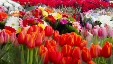 Pérdidas millonarias en la floricultura mexicana por coronavirus
