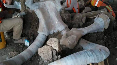 Encuentran restos de más de 60 mamuts en Santa Lucía