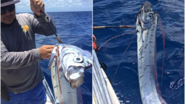Capturan a pez remo en Cozumel; en Japón se asocia con sismos y maremotos