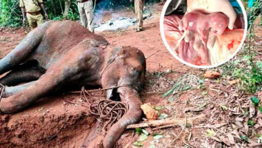 Indigna muerte de elefante embarazada por comer piña con explosivos