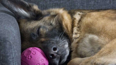 Muere ‘Buddy’, 1er perro que dio positivo al coronavirus en EU