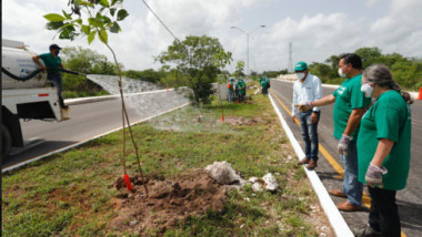 Plantados más de 16 mil árboles en Mérida y comisarías