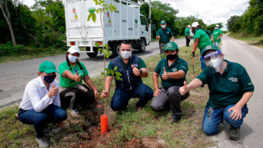 Continúa la plantación de árboles en distintos puntos de Mérida