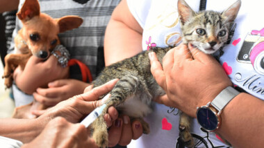 Arranca campaña de vacunación antirrábica para perros y gatos