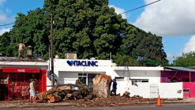 Enorme árbol en la Miraflores ya se encontraba en malas condiciones: Comuna