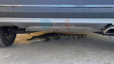 Capturan a  cocodrilo en calles del Fraccionamiento Las Américas