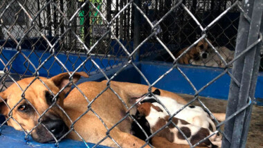 En dos meses, CEMCA recibe 56 denuncias por maltrato animal