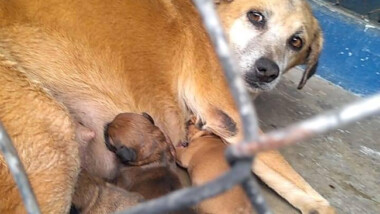 Buscan solución a la sobrepoblación canina y felina en Mérida