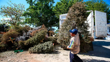 Activan Centros de acopio para arbolitos navideños