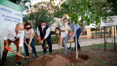Plantan el árbol número cien mil en Mérida