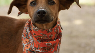 Promueven la  adopción responsable de mascotas