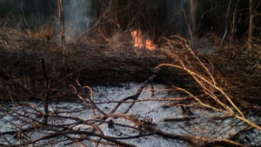 Vandalizan terrenos reforestados en Chocholá