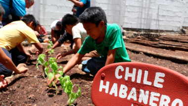 Aplican tecnologías limpias y agroecológicas en Yaxunah  