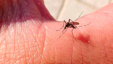 Temporada de lluvias activa larvas del Aedes aegypti  