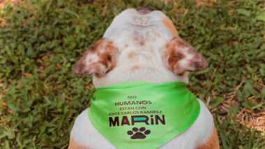 Propone Marín abrir dos Centro de Control y Bienestar Animal