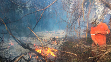 Tekax y Tizimín, entre los municipios con mayor número de incendios forestales