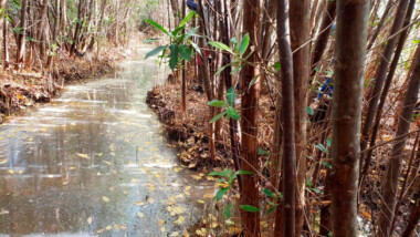 México ha perdido un 20 por ciento de sus manglares en medio siglo