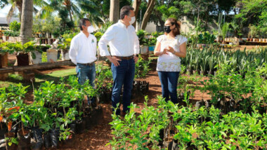 Reforestarán Mérida con árboles frutales