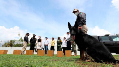 Con perros entrenados detectarán covid en Yucatán