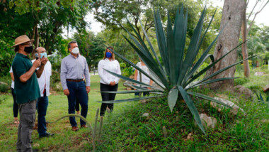 Apuestan a la recuperación de especies como el agave en Parques de Mérida