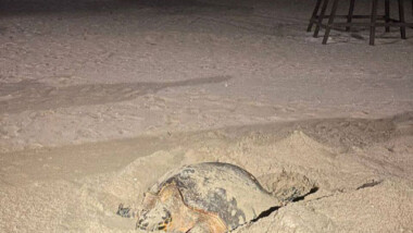 Malecón de Progreso escenario de desove de tortuga Carey