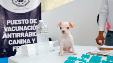 Inicia la campaña gratuita de vacunación antirrábica