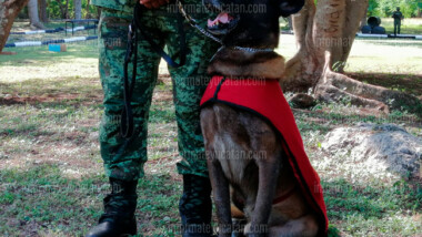 Ejército tiene cinco binomios caninos para detectar enervantes y pólvora