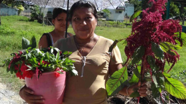 Amaranto, opción de súper alimento para la región sur del país: CICY