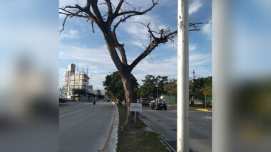 Retirarán viejo algarrobo