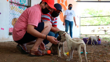Realizarían censo de perros callejeros