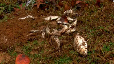 Lluvia de peces, ranas y crustáceos en Texas