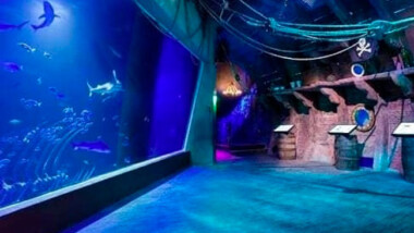 Bióloga de acuario Inbursa murió de asfixia por sumersión: FGJ-CDMX